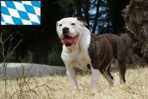 Read more about the article American Bulldog crescători și căței în Bavaria