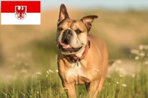 Read more about the article Crescători de Bulldog Continental și căței în Brandenburg