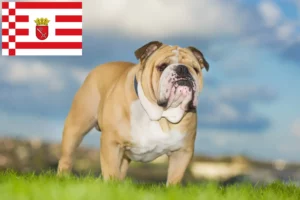 Read more about the article Bulldog Englez crescător și căței în Bremen