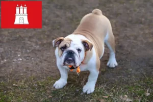 Read more about the article English Bulldog crescător și căței în Hamburg