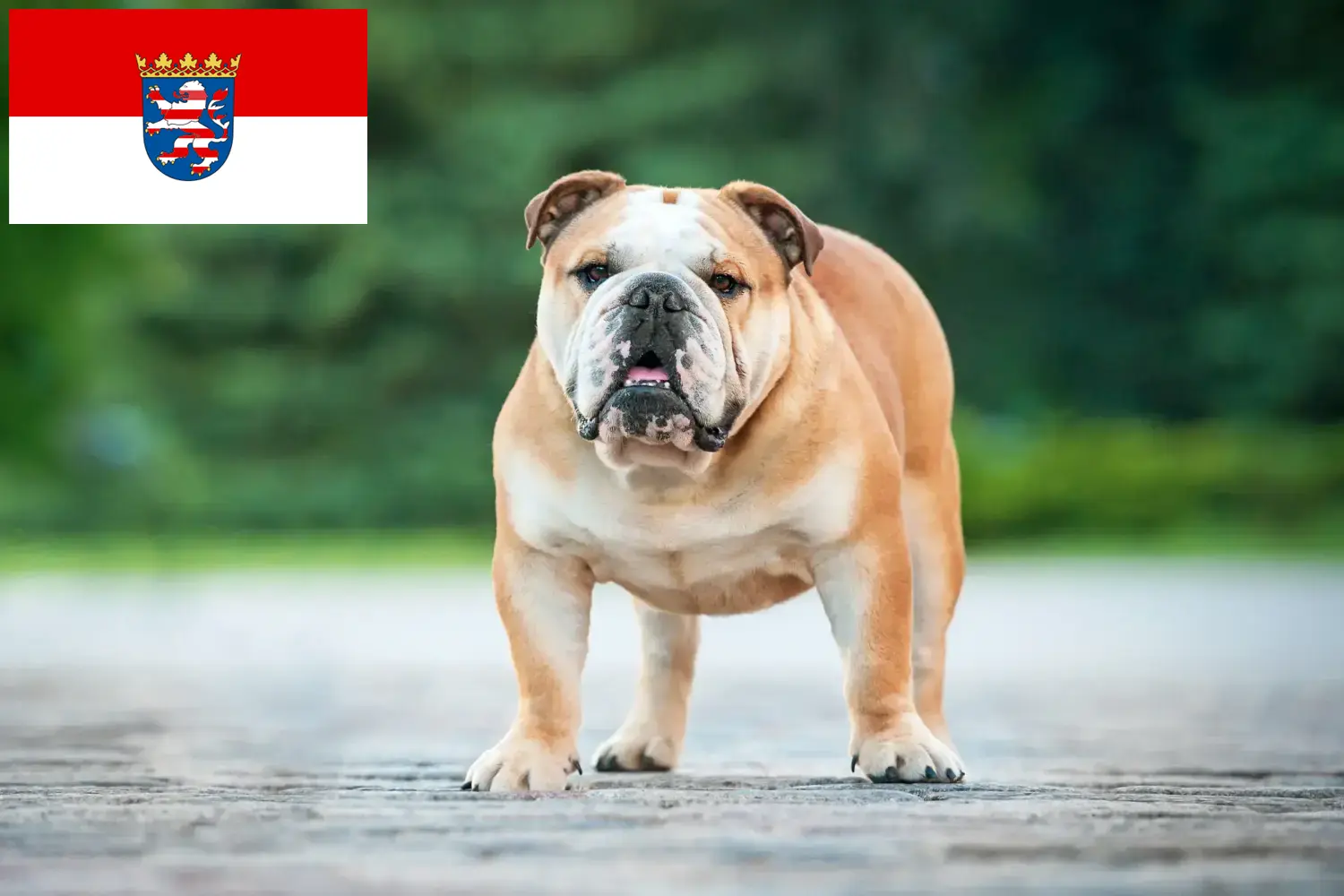 Read more about the article Crescători de Bulldog Englez și căței în Hessen