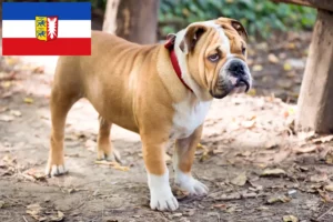 Read more about the article Crescători de Bulldog Englez și căței în Schleswig-Holstein