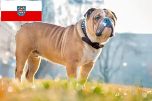 Read more about the article Crescători de Bulldog Englez și căței în Thuringia