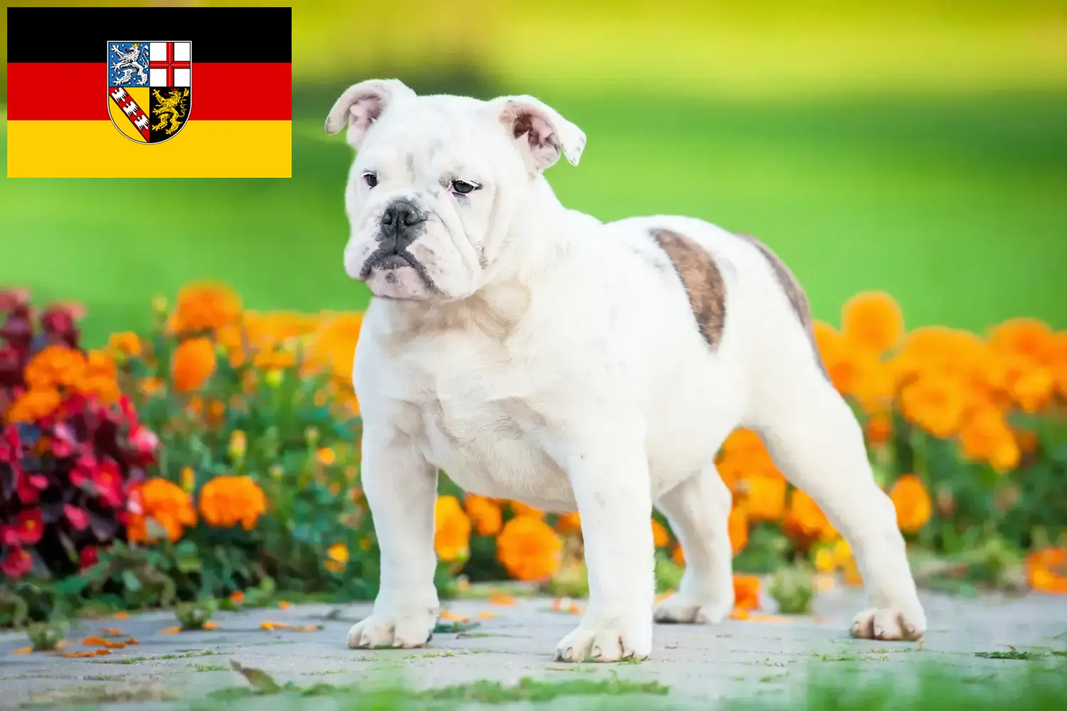 Read more about the article Crescători de Bulldog Englez și căței în Saarland