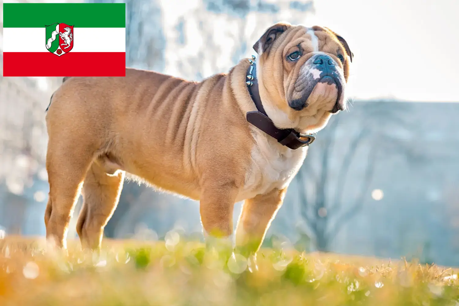 Read more about the article Crescători de Bulldog Englez și căței în Renania de Nord-Westfalia