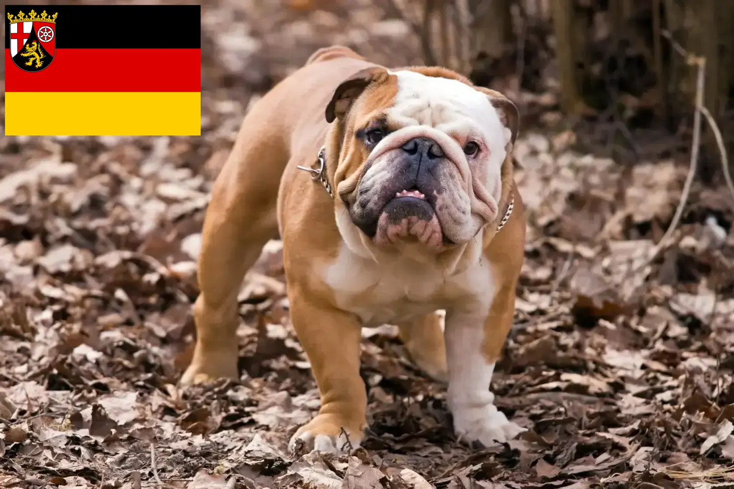 Read more about the article Crescători de Bulldog Englez și căței în Renania-Palatinat