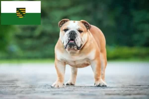 Read more about the article Crescători de Bulldog Englez și căței în Saxonia