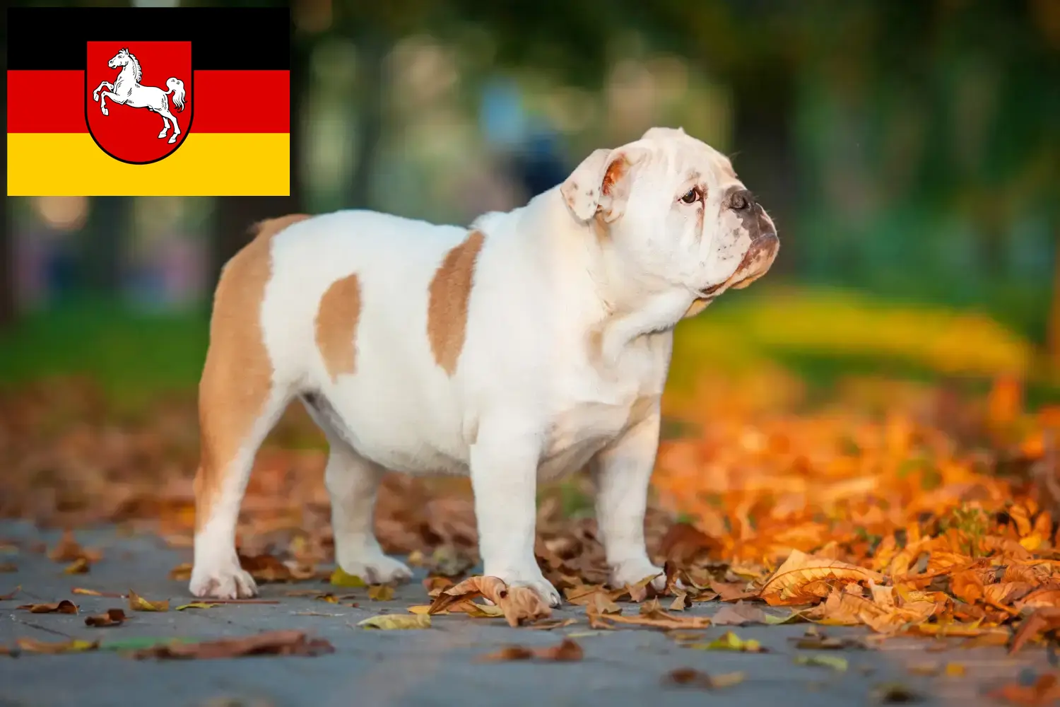 Read more about the article Crescători de Bulldog Englez și căței în Saxonia Inferioară