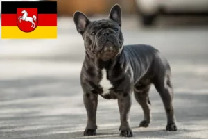 Read more about the article Crescători de Bulldog Francez și căței în Saxonia Inferioară