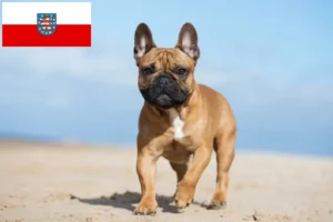 Read more about the article Crescători de Bulldog Francez și căței în Thuringia