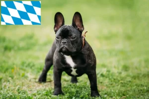 Read more about the article Crescători de Bulldog Francez și căței în Bavaria