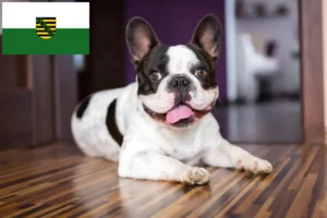 Read more about the article Crescători de Bulldog Francez și căței în Saxonia