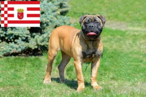 Read more about the article Bullmastiff crescători și căței în Bremen