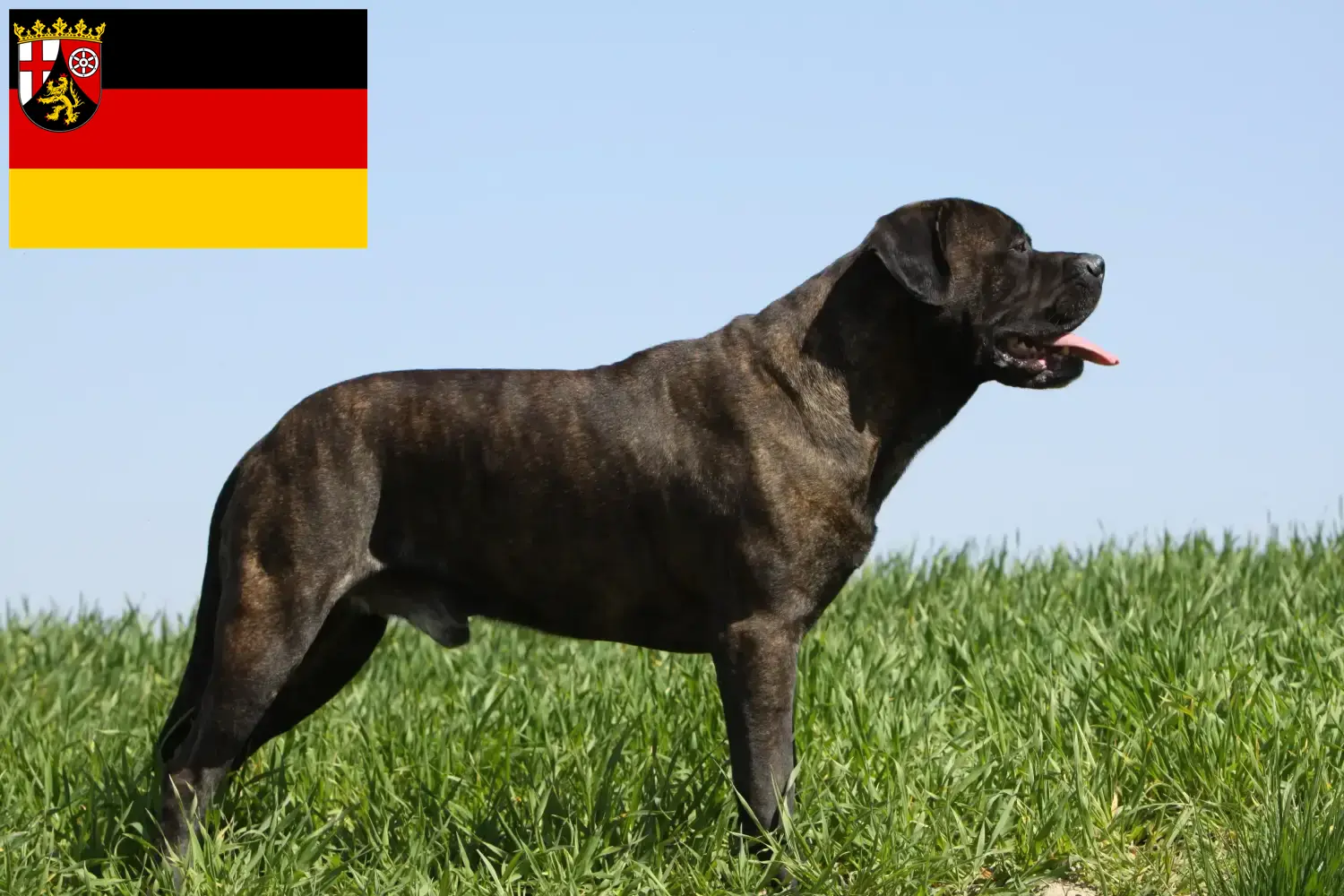 Read more about the article Crescători de Bullmastiff și căței în Renania-Palatinat