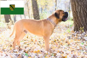 Read more about the article Crescători de Bullmastiff și căței în Saxonia