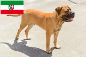 Read more about the article Crescători de Bullmastiff și căței în Renania de Nord-Westfalia