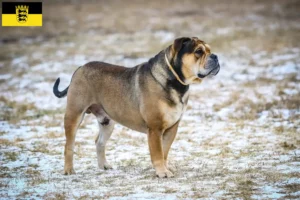 Read more about the article Ca de Bou crescători și căței în Baden-Württemberg