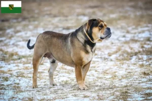 Read more about the article Ca de Bou crescători și căței în Saxonia