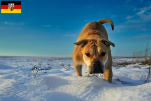 Read more about the article Ca de Bou crescători și căței în Saarland