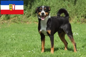 Read more about the article Appenzell Mountain Dog Breeder și Cățeluși în Schleswig-Holstein