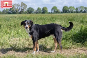 Read more about the article Appenzell Mountain Dog Breeder și cățeluși în Bremen