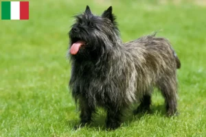 Read more about the article Cairn Terrier crescători și căței în Italia