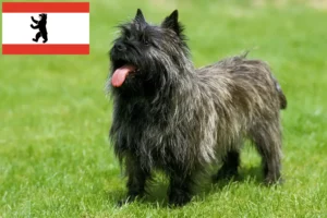 Read more about the article Cairn Terrier crescători și căței în Berlin