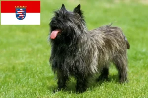 Read more about the article Cairn Terrier crescători și căței în Hessen