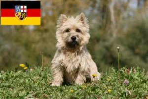 Read more about the article Cairn Terrier crescători și căței în Saarland