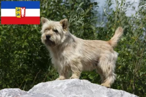 Read more about the article Cairn Terrier crescători și căței în Schleswig-Holstein