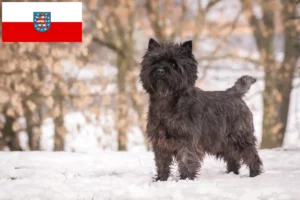 Read more about the article Cairn Terrier crescători de Cairn Terrier și căței în Thuringia