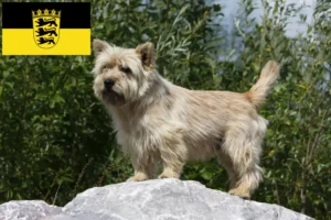 Read more about the article Cairn Terrier crescători și căței în Baden-Württemberg