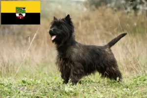 Read more about the article Cairn Terrier crescători și căței în Saxonia-Anhalt