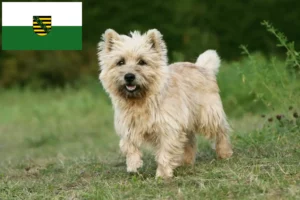 Read more about the article Cairn Terrier crescători și căței în Saxonia