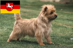 Read more about the article Cairn Terrier crescători și căței în Saxonia Inferioară