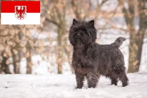 Read more about the article Cairn Terrier crescători și căței în Brandenburg