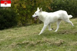 Read more about the article Canaan Dog Breeder și cățeluși în Brandenburg