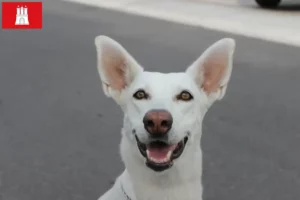 Read more about the article Canaan Dog Breeder și căței în Hamburg