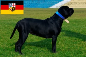 Read more about the article Cane Corso Italiano crescători și căței în Saarland