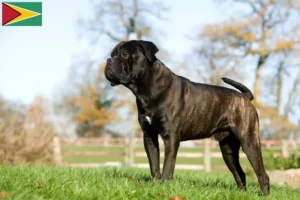 Read more about the article Cane Corso Italiano crescători și căței în Guyana