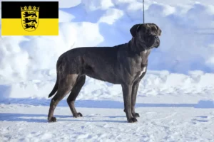 Read more about the article Cane Corso Italiano crescători și căței în Baden-Württemberg