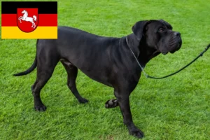 Read more about the article Cane Corso Italiano crescători și căței în Saxonia Inferioară