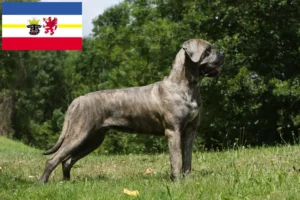 Read more about the article Cane Corso Italiano crescători și căței în Mecklenburg-Vorpommern