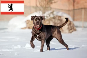 Read more about the article Cane Corso Italiano crescători și căței în Berlin