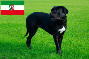 Read more about the article Cane Corso Italiano crescători și căței în Renania de Nord-Westfalia