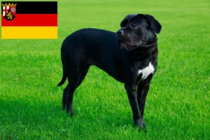 Read more about the article Cane Corso Italiano crescători și căței în Renania-Palatinat