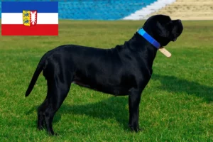 Read more about the article Cane Corso Italiano crescători și căței în Schleswig-Holstein