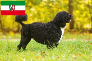 Read more about the article Cão de Agua português crescători și căței în Renania de Nord-Westfalia