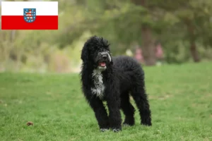 Read more about the article Cão de Agua português crescători și căței în Thuringia