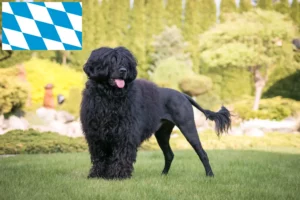 Read more about the article Cão de Agua português crescători și căței în Bavaria